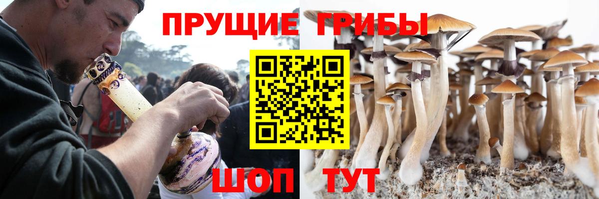 Самара  Псилоцибиновые грибы Cubensis  Вход с VPN 